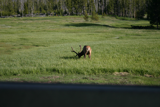 Elk at Yellowstone