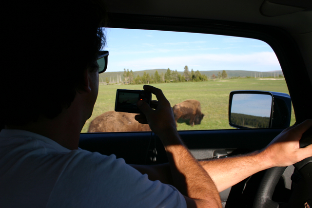 Bison near Car at Yellowstone National Park