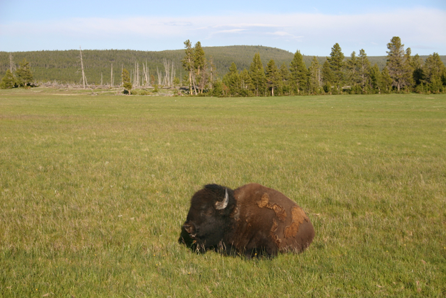 Bison Closeup at Yellowstone National Park